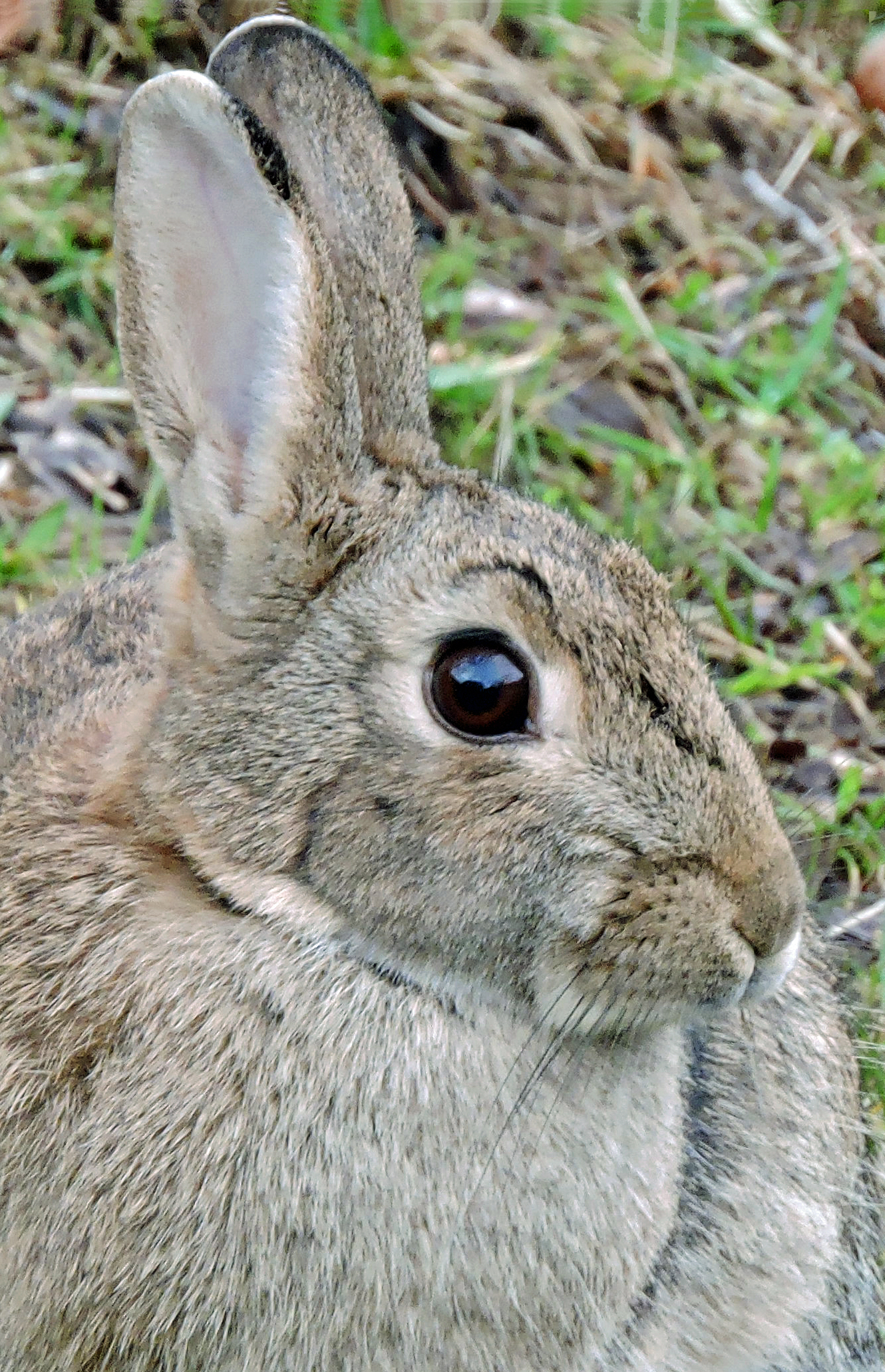 RABBIT Bill Bagley Photography